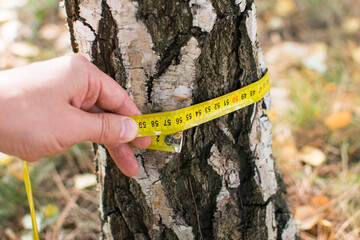 Measuring trees, a tree measured with a ruler - obrazy, fototapety, plakaty