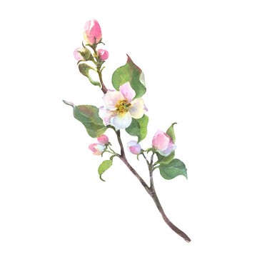 Watercolor apple tree branch and flowers, blooming tree on white background, isolated watercolor illustration. It's perfect for wedding cards and invitations, mothers day and valentines card.