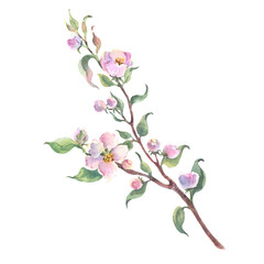 Watercolor apple tree branch and flowers, blooming tree on white background, isolated watercolor illustration. It's perfect for wedding cards and invitations, mothers day and valentines card.