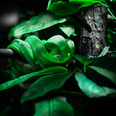snake lies on a branch in the jungle