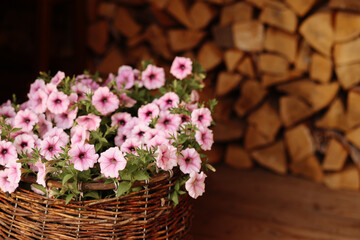 Obraz na płótnie Canvas Pink petunias in a wicker basket by firewood. A cozy and rustic scene with copy space. Concept for interior design or gardening blog or magazine.