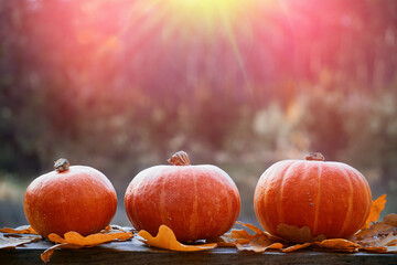 Pumpkins in the grass. Autumn harvest nature concept. In the bosom of nature in the sun's rays.