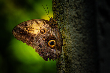 beautiful butterflies with colored flowers