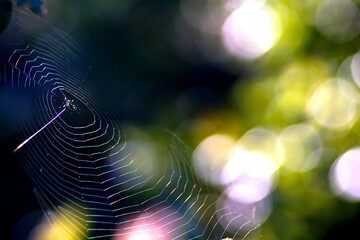 Spider web in nature, close up - 670140092