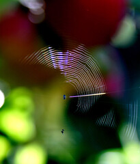 Spider web in nature, close up - 670140097