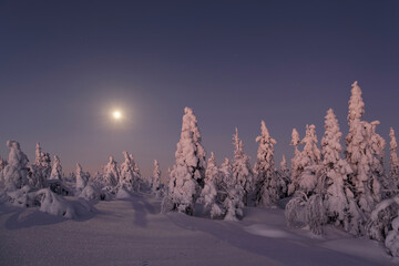 Snow-covered trees in beautiful soft morning light before sunrise photographed in Northern Finland