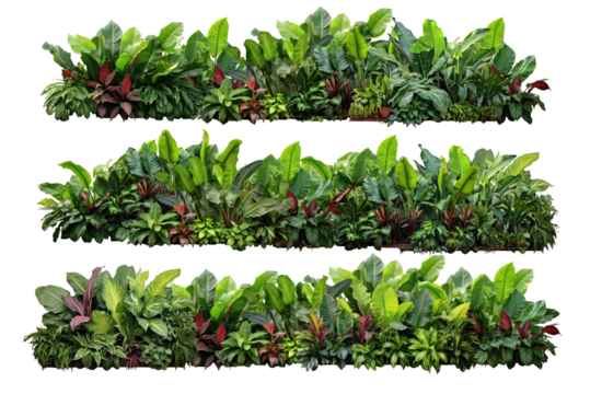 Collection of tropical leaves, foliage plants, and floral arrangement, with a border of Monstera, palm, rubber plant, pine, bird's nest fern, and succulent. (PNG, cutout, or clipping path.)