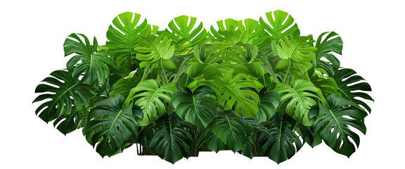 Dark green leaves of monstera or split-leaf philodendron (Monstera deliciosa) the tropical foliage plant bush popular houseplant . isolated on transparent background . PNG, cutout, or clipping path.