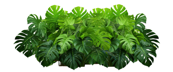 Dark green leaves of monstera or split-leaf philodendron (Monstera deliciosa) the tropical foliage plant bush popular houseplant . isolated on transparent background . PNG, cutout, or clipping path.