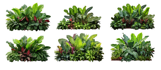 Collection of green leaves of tropical plants bush (Monstera, palm, rubber plant, pine, bird's nest fern, succulent , ). PNG, cutout, or clipping path.	
