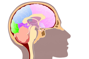 Sketch of Human brain isolated on transparent background,for Concept of ideas,mental health,brain,organ,science,biology,neurology etc.