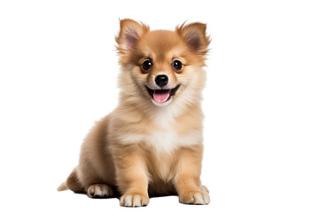 Obraz premium Puppy playing / motion isolated on transparent background
