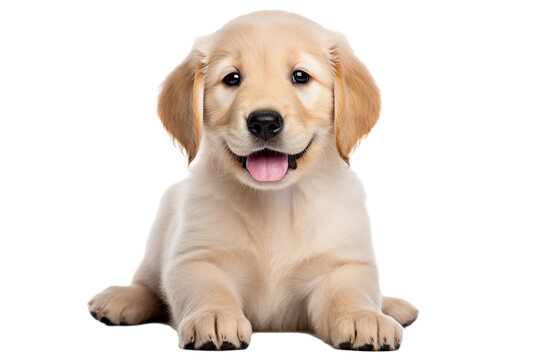 Puppy playing / motion isolated on transparent background