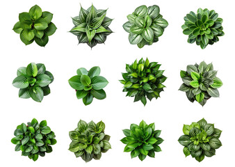 Collection of different houseplants, top view, for design or decoration, isolated on a transparent background. (PNG, cutout, or clipping path.)