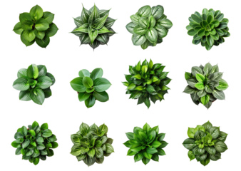 Collection of different houseplants, top view, for design or decoration, isolated on a transparent background. (PNG, cutout, or clipping path.)
