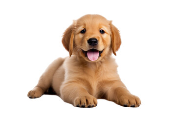 Puppy playing / motion isolated on transparent background