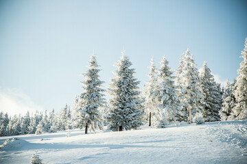 Naklejka premium amazing winter landscape with snowy fir trees in the mountains