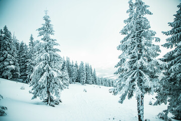 amazing winter landscape with snowy fir trees in the mountains