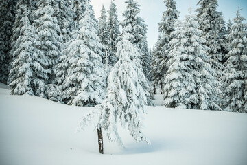 amazing winter landscape with snowy fir trees in the mountains
