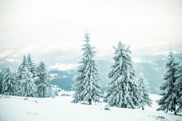 Fototapeta premium amazing winter landscape with snowy fir trees in the mountains