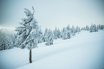 amazing winter landscape with snowy fir trees in the mountains