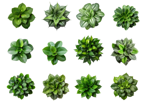 Collection of different houseplants, top view, for design or decoration, isolated on a transparent background. (PNG, cutout, or clipping path.)