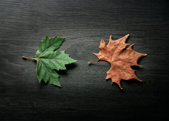 Naklejka na ściany i meble Photo composition of dry and fresh leaves isolated on black wooden background