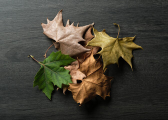 Photo composition of dry and fresh leaves isolated on black wooden background