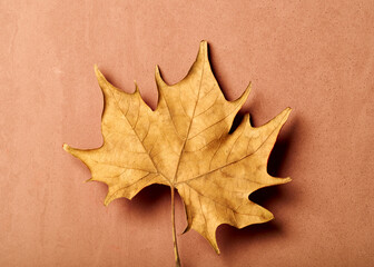 Photo composition of monochrome still life with dry leaf