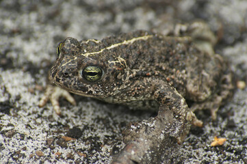Closeup on an adult of the endangered European Natterjack toad, Bufo calamita sitting on the ground