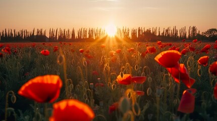 Field of poppies at sunset.