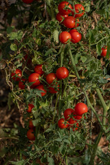 Cherry tomatoes growing in the garden