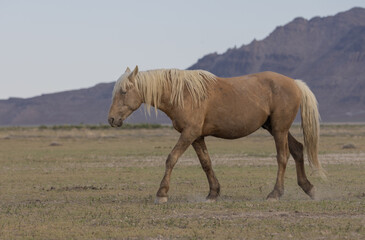 Wild Horse in Springtime in the Utah Desert