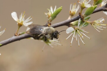 Closeup on a female of the Grey-backed mining bee, Andrena vaga, on a white flowering Prunus...