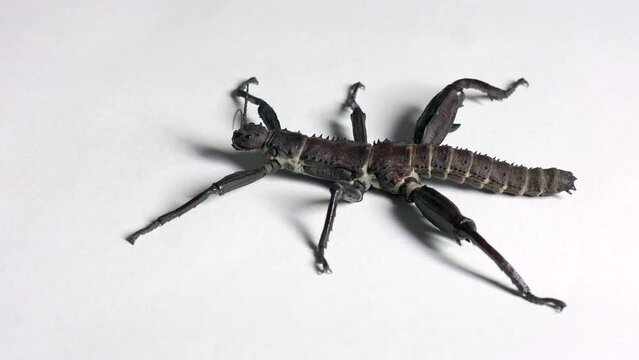 Studio shot of an adult male of Eurycantha calcarata. Tropical stick insect, walking stick, bug from Australasia (New Guinea, New Caledonia, Solomon Islands) on white background. Copy space