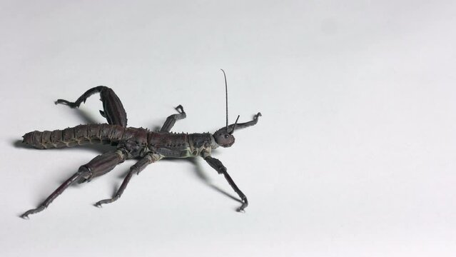 Studio shot of an adult male of Eurycantha calcarata. Tropical stick insect, walking stick, bug from Australasia (New Guinea, New Caledonia, Solomon Islands) on white background. Copy space