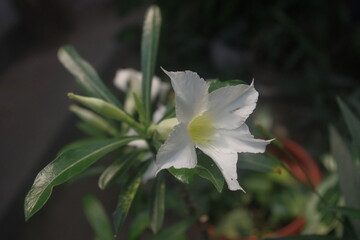 White Adenium flower or Adenium obesum flower