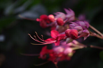 Beauty bush flower (Clerodendrum thomsoniae)