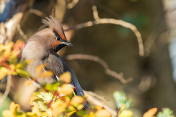 Bohemian waxwing (Bombycilla garrulus)