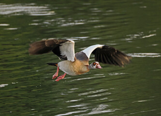 Fliegende Nilgans