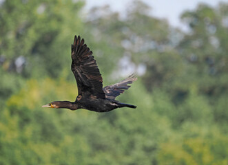 Kormoran im Flug