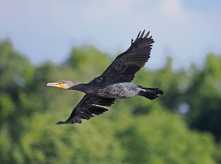 Kormoran im Flug