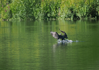 Kormoran der im Wasser landet