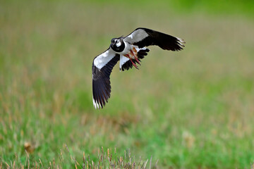 Kiebitz // Northern lapwing (Vanellus vanellus) 