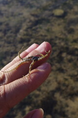 A little starfish is crawling on my hand