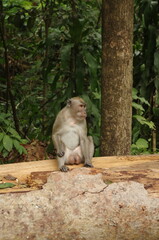 Long-tailed monkey (Macaca fascicularis) are considered pests for farmers