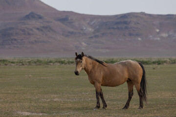 Wild Horse in Springtime in the Utah Desert