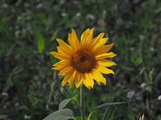 Sonnenblume