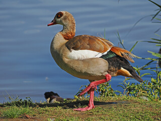 Nilgans läuft vor einem See