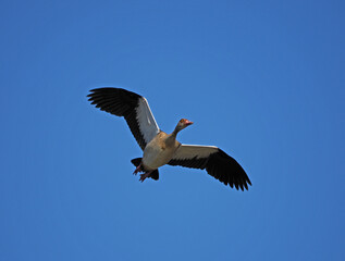 Fliegende Gans vor blauem Himmel